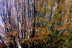 photo 0187